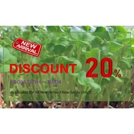 [Ready Stock] Microgreen Rocket / Arugula (芝麻菜) Seeds 10gm (5,500pcs)