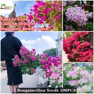 Singapore Ready Stock 100pcs Mixed Dwarf Bougainvillea ​Flower Seeds for Planting Balcony Garden Dec