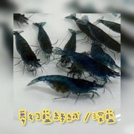 【嘉嘉寵物】🦐夢幻藍絲絨米蝦🦐 深藍/魅影/藍寶石 藍鑽（觀賞魚蝦  （飼料餌料）