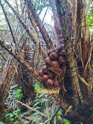 Salak GULA Pasir Asli Bali (1Kg)