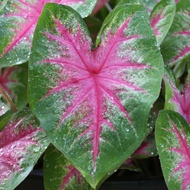 UtopiaSeeds Rosebud Caladium Bulb - Fancy Leaf Caladium - 1 Caladium Root