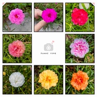 【🇲🇾Ready stock】*九点花*重瓣太阳花*松叶牡丹*Portulaca grandiflora*japan flower*bunga ros jepun*9 o'clock flower*b