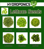 Lettuce Rijk Zwaan Seeds Collection 50 Seeds