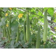 100 luffa seeds
