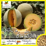 เมล็ดพันธุ์ เมล่อน ฮันนี่ร็อค 40 เมล็ด Honey Rock Melon Seed  เมล็ดพันธุ์แท้100% นำเข้าจากต่างประเทศ