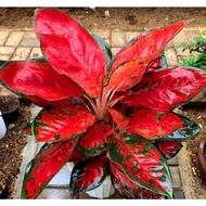 Aglaonema suksom merah / Aglonema suksom jaipong florist nursery/