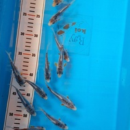 ikan koi blitar bibit shusui 9-11 cm