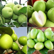 Bidara epal / bidara hybrid / pokok bidara epal / pokok bidara epal cepat berbuah