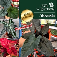 Ready Alocasia Collection Rare Real Live Plant Local Pokok Keladi Hiasan Rumah