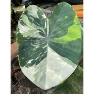 Colocasia Pink Sapphire ( Fresh Cutting )