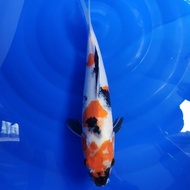 Ikan Koi Import Showa Size20cm