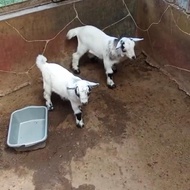 Pygmy Goat Original Fullblood Sepasang Kambing Mini