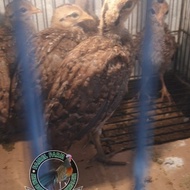 doc ayam hutan hijau anakan ayam hutan hijau ori
