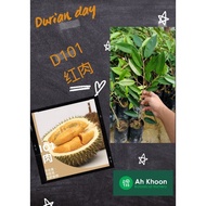 READY STOCK Live Plant Pokok Durian D101 /D I O I