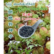 Biji Mudakathan / 倒地铃种子/ Ballon vine seed