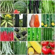 ♞,♘,♙16 Kinds Of Spring Vegetable Seeds With High Yield, Cucumber And Carob Seeds