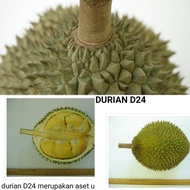 ANAK POKOK DURIAN BUKIT MERAH D24