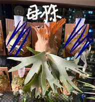 鹿角蕨 側芽