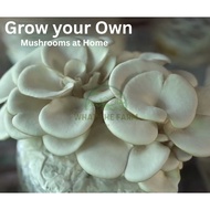 Mushroom Grow Bags / (XXL SUBSTRATE) HIGH YIELD!FRUITING BAG. Mushroom Growing Kit