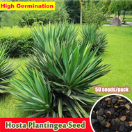 High Quality (50pcs/bag) Hosta Plantingea Seeds for Sale Sisal Hemp Plant Seeds Dwarf Flower Seeds for Planting Indoor Ornamental Plants Flowers Plants Air Plants Real Live Plants for Sale Bonsai Seeds Easy To Planting Home Garden Decoration Items