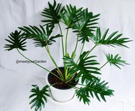 Philodendron Xanadu with FREE plastic pot and garden soil (plant for indoor and limited stock only) 