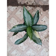 *EXTREMELY RARE* AGLAONEMA SUVARNABHUMI