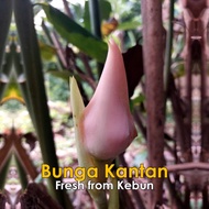 Bunga Kantan Segar/Rhizome Bunga Kantan/Sulur Bunga Kantan/Lengkuas