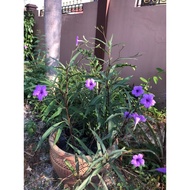 Pokok  Bunga Purple (ungu)@morning shower@ruellia, dalam polibag hiasan taman/halaman/landskap