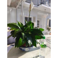 INDOOR PLANT PEACE LILY