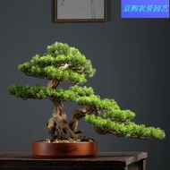 Plants that are truly alive 活着的植物Ruigeda Yingke Pine Bonsai Black Pine Material Seedling Pot Indoor 