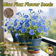 100 Seeds/pack Blue Flax Flower Seeds for Sale Biji Benih Bunga Flower Seeds for Planting Blue Flax 