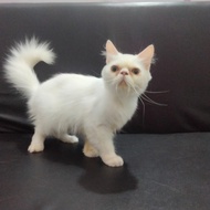 Kucing persia peaknose jantan dewasa putih usia 11 bulan