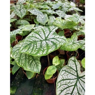 Caladium Green White Plant - Fresh Gardening Indoor Plant Outdoor Plants for Home Garden