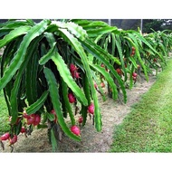 Murah MANIS (Keratan) Batang Pokok Naga Putih dan Merah / Dragon fruits / Hylocereus undatus white-fleshed pitahaya