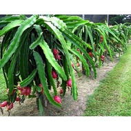 Murah MANIS (Keratan) Batang Pokok Naga Putih dan Merah / Dragon fruits / Hylocereus undatus white-f