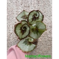 TANAMAN HIAS BEGONIA BIBIT ESCARGOT KEONG/TANAMAN BEGONIA KEONG