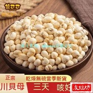 滿288出貨//好貨 川貝 川貝母 特級 無硫 川貝粉 野生 川貝母 可磨粉