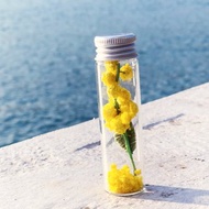 黏土植物 —樽仔怕羞草花