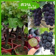 [องุ่นเสียบยอด] องุ่นเขียวแม่มด ต้นกล้าองุ่น สูง 40–60 ซม. นำเข้าจากออสเตรเลีย