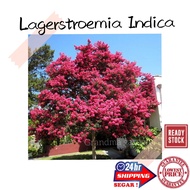 (GG real plant) lagerstroemia indica ^ pokok hidup pokok tadah langit hiasan luar rumah halaman kebun bunga daun