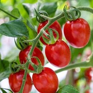 ⑧比特色黑珍珠番茄種子 種籽陽盆栽粉貝貝櫻桃小番茄籽四季蔬菜種子 種籽hxmm