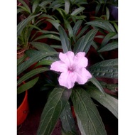 POKOK BUNGA RUELLIA RENEK  PINK/UNGU/PUTIH DALAM PASU