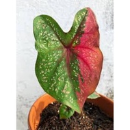 Red beret caladium/keladi cat tumpah