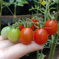 25 Benih Tomat Cherry Merah Mini Chung Bibit Chery Tanaman Hias Ceri Buah Cerry - Sayur Sayuran