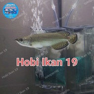 Ikan Arwana Jardini batik/Arwana Jardini Irian/arwana Jardini/arowana