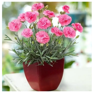 200PCS Mixed Color Carnations Seeds 16 Colors Balcony Potted Courtyard Garden Plants Mother Flower Seed Bonsai Plants Pokok Bunga Hidup Air Plants Live Benih Bunga Plants Indoor Gardening Deco Benih Sayur Sayuran Benih Pokok