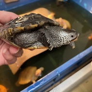 Dbt centrata size sub adult diamondback terrapin mainan anak