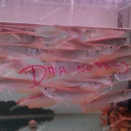 Ikan Arwana Silver Red Brazil #Gratisongkir