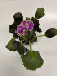 非洲紫羅蘭開花株