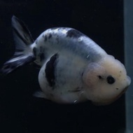 Ranchu Rancu Sapi / Ikan Mas Koki Ranchu Cow / Goldfish Fancy -